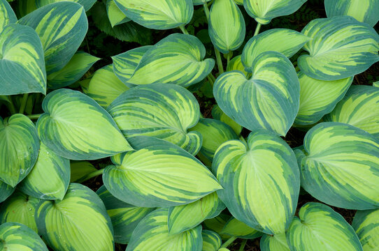Close up of a group of bi-colored hosta leaves.; Longwood Gardens, Pennsylvania.