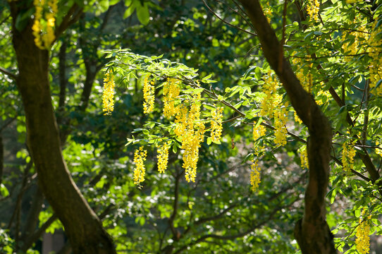 Golden chain flowers, Laburnum species, drape from tree branches.; Cambridge, Massachusetts.