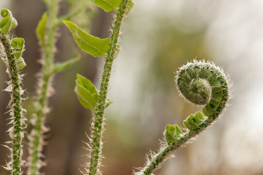 Log fern fiddlehead unfurling, Dryopteris celsa, in springtime.; Framingham, Massachusetts.