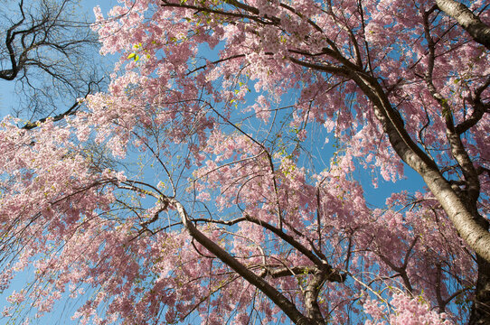 Canopy view of weeping cherry trees, Prunus subhirtella var. pendula.; Cambridge, Massachusetts.