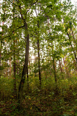 trees in the forest green trees forest