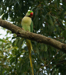 Alexandrine parakeet