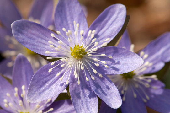 A sharp-lobed hepatica flower, Hepatica acutiloba, in springtime.; Framingham, Massachusetts.