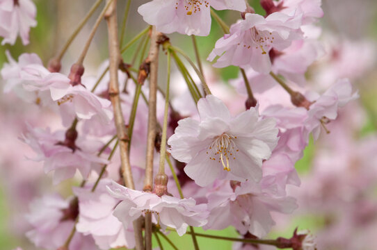 Flowering branches of a weeping Higan cherry tree, Prunus subhirtella.; Jamaica Plain, Massachusetts.