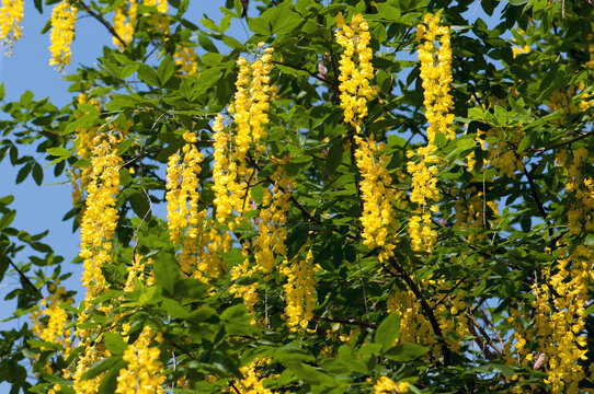 Golden chain tree, Laburnum species, in bloom; Cambridge, Massachusetts.