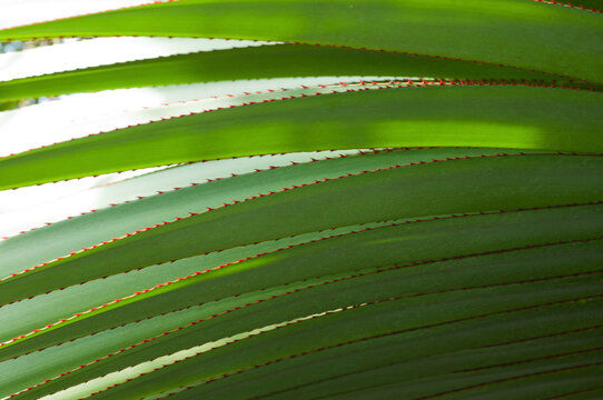 Close up of screwpine leaf blades showing red spines on leaf margins.; Framingham, Massachusetts.