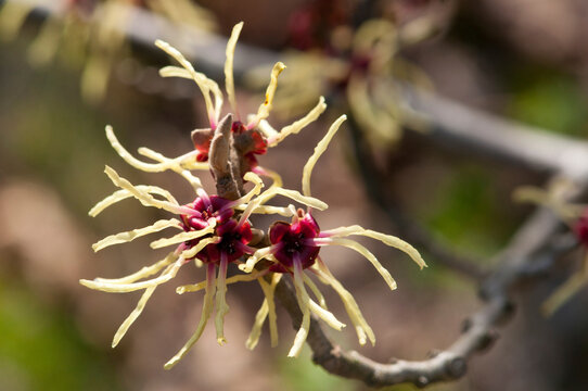 A flowering branch of Chinese witch hazel, Hamamelis mollis.; Jamaica Plain, Massachusetts.