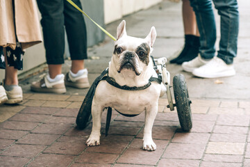 Disabled paralysed french bulldog walking in wheelchair. Dog with disabilities on a walk in wheel cart. Dog's mobility problems - obrazy, fototapety, plakaty