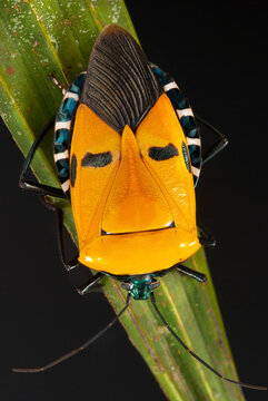 A sap-sucking pentatomid bug with markings resembling a human face.; Khao Chong Forest Reserve, Trang Province, Thailand.