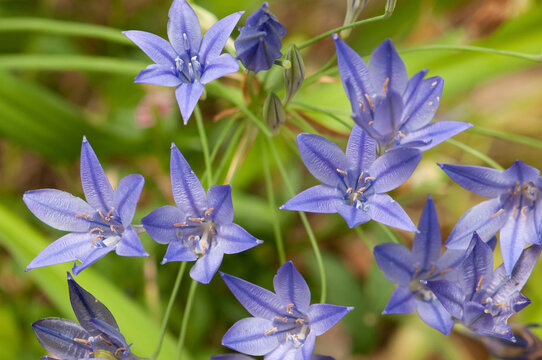 Close up of a cluster of Queen Fabiola flowers, Brodiaea laxa.; Brewster, Cape Cod, Massachusetts.