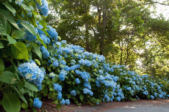 A row of hydrangea shrubs, Hydrangea macrophylla, in bloom.; Brewster, Cape Cod, Massachusetts.