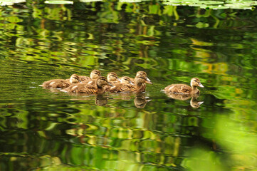 Eight mallard ducklings, Anas platyrhynchos, swimming in a pond.; Cambridge, Massachusetts.