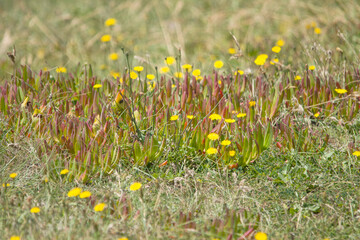 yellow flowers on the prairie 