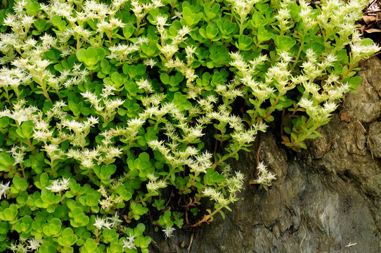 Close up of woodland stonecrop, Sedum ternatum, growing on rock.; Little River, Great Smoky Mountains National Park, Tennessee.