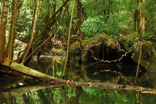Moss-covered trees and rocks, and vines over a forest stream.; Khao Chong Forest Reserve, Khao-Pu Khao-Ya National Park, Trang Province, Thailand.