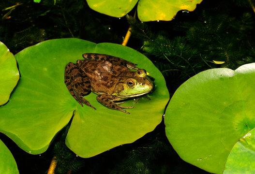A bullfrog, Rana catesbeiana, sitting on a water lily pad in a pond.; Beverly, Massachusetts.