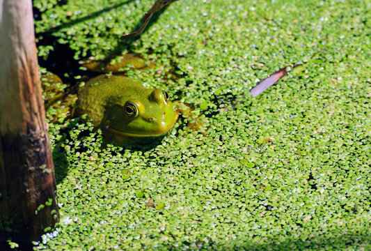 A green American bullfrog sits among duckweed in a swamp.; Great Meadows National Wildlife Refuge, Concord, Massachusetts.
