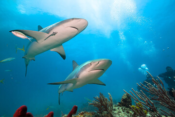 Caribbean reef sharks and divers  in clear blue water.