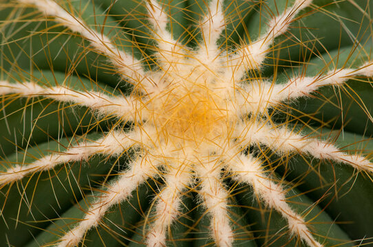 Close up of a balloon cactus, Parodia magnifica.; Wellesley, Massachusetts.
