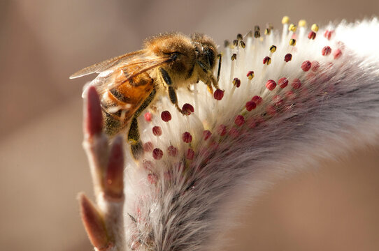 A honey bee, Apis mellifera, pollinates a pussy willow plant.; Jamaica Plain, Massachusetts.