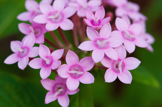 Close up of a flowering Egyptian star flower, Pentas lanceolata.; Wellesley, Massachusetts.