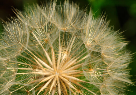 The seed head of a western salsify plant, Tragopogon dubius.; Belmont, Massachusetts.