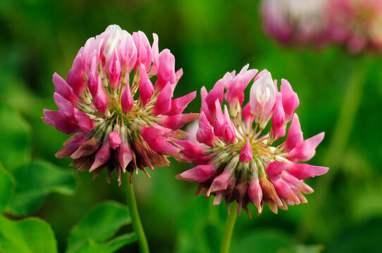 Close up of two red clover flowers, Trifolium pratense.; Arlington, Massachusetts.