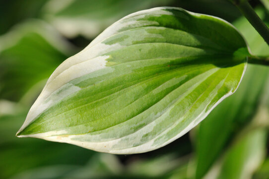A green and white variegated Hosta leaf.; Brewster, Cape Cod, Massachusetts.