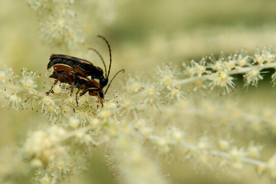 Mating cerambicid beetles on a bed of white flowers.; Framingham, Massachusetts.