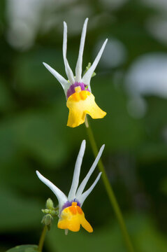 Close up of two shooting stars flowers, Nemesia cheiranthus.; Wellesley, Massachusetts.