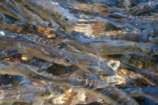 River herring, alewives, swimming upstream to spawn.; Brewster, Cape Cod, Massachusetts.