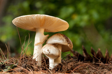 Close up of a cluster of white Agaricus-like mushrooms growing on the forest floor.; Estabrook Woods, Concord, Massachusetts.