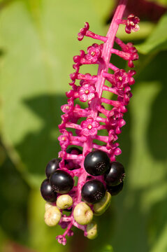 Close up of the fruit and infructescense of American pokeweed, Phytolacca americana.; Brewster, Cape Cod, Massachusetts.