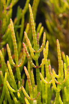 Close up of glasswort, Salicornia europaea, growing in a salt marsh environment.; Brewster, Cape Cod, Massachusetts.