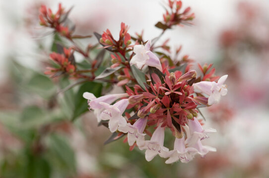 Close up of a cluster of abelia flowers in fog.; Orleans, Cape Cod, Massachusetts.