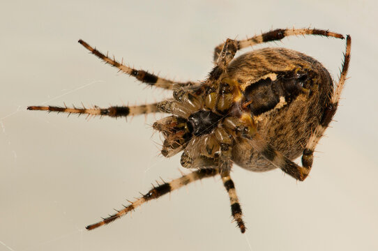 Ventral view of a female cross orbweaver spider, Araneus diadematus.; Lexington, Massachusetts.