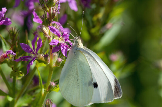 A female cabbage butterfly, Pieris rapae, drinking nectar from a purple loosestrife flower, Lythrum salicaria.; Great Meadows National Wildlife Refuge, Sudbury, Massachusetts.