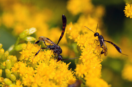 Parasitoid or gasteruption wasps, Gasteruption species, visiting goldenrod flowers for nectar.; Fresh Pond Reservation, Cambridge, Massachusetts.