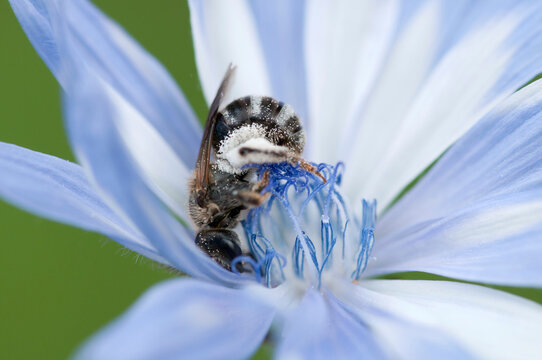 A mellisodes bee collecting pollen and drinking nectar from a common chicory flower.; McClennen Park, Arlington, Massachusetts.