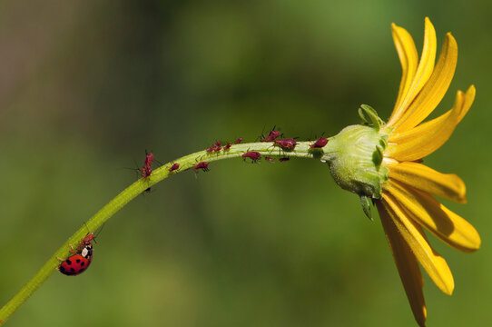A harlequin or multicolored Asian lady beetle feeding on red aphids on a yellow aster.; Fresh Pond Reservation, Cambridge, Massachusetts.