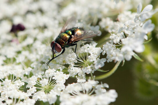 A green bottle fly, Lucilia species, visiting a Queen Anne's lace flower.; McClennen Park, Arlington, Massachusetts.