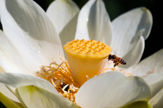 A honey bee, Apis mellifera, visits an American lotus flower.; Great Meadows National Wildlife Refuge, Sudbury, Massachusetts.
