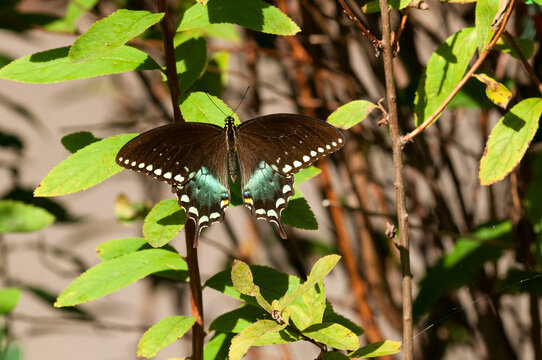 A male spicebush swallowtail butterfly, Papilio troilus, perched on a leaf.; Horn Pond, Woburn, Massachusetts.