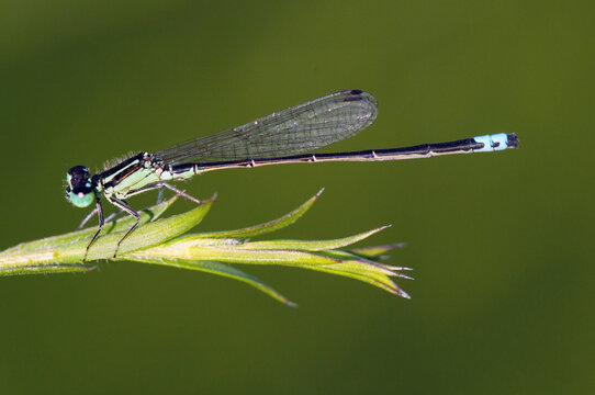 A male eastern forktail damselfly, Ischnura verticalis, perched on leafy twig.; Estabrook Woods, Concord, Massachusetts.