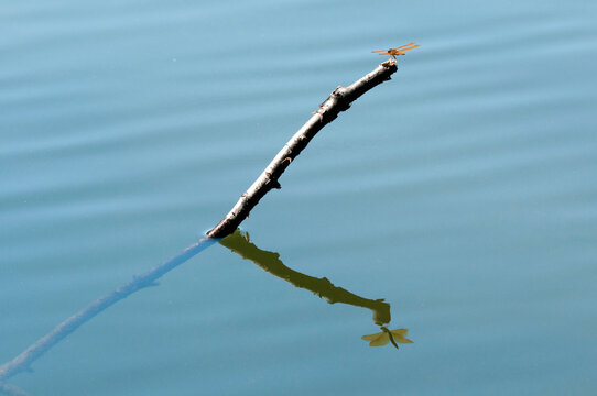 A eastern amberwing dragonfly perched on a twig above water.; Horn Pond, Woburn, Massachusetts.