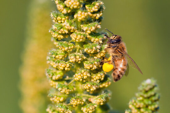 A honey bee, Apis mellifera, visiting the flowers of a giant ragweed plant.; McClennen Park, Arlington, Massachusetts.