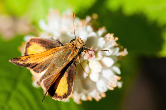 A hobomok or northern dimorphic skipper butterfly, Poanes hobomok, pollinating a white-flowered plant.; Horn Pond, Woburn, Massachusetts.
