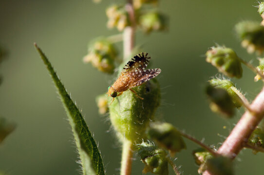 A festive fruit fly, Euaresta bella, on its host plant, giant ragweed.; McClennen Park, Arlington, Massachusetts.