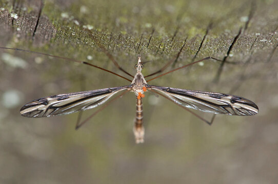 Close up portrait of a crane fly with four orange mites attached to its body.; Arlington, Massachusetts.