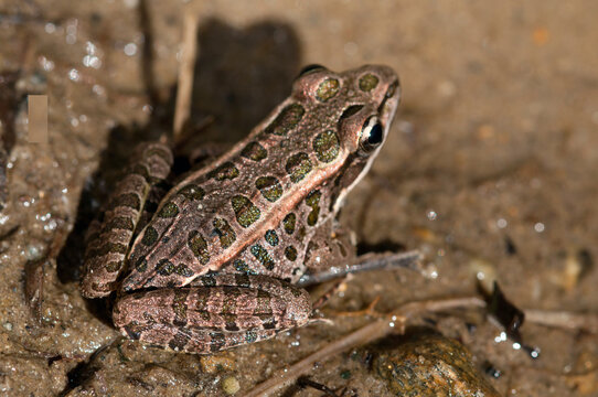 Close up portrait of a young leopard frog, Lithobates pipiens, near a pond.; Estabrook Woods, Concord, Massachusetts.